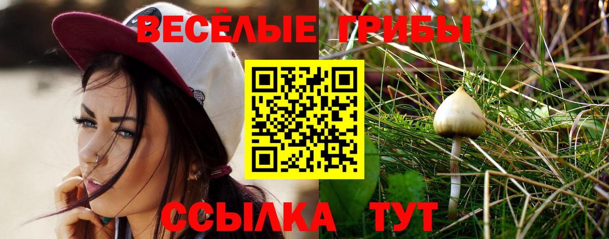 Галлюциногенные грибы Psilocybine cubensis Сорочинск